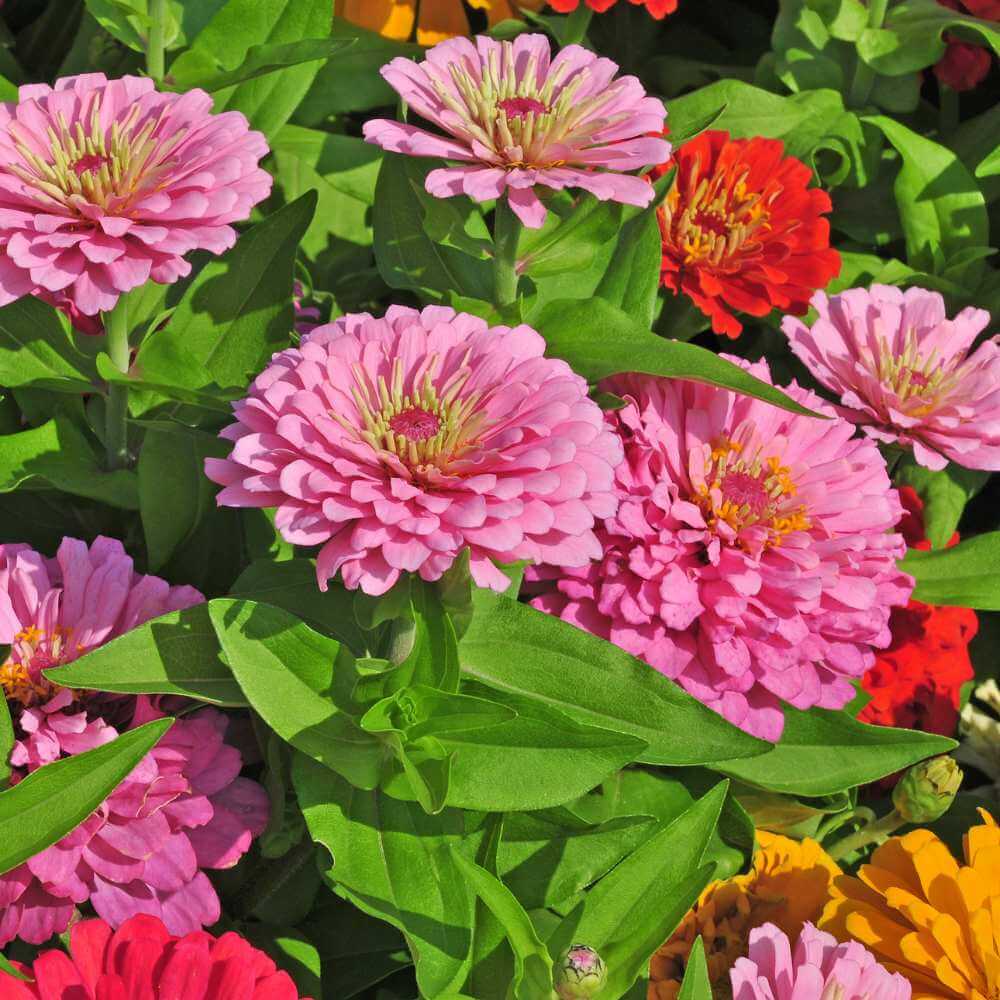 Double Mixed Zinnia Seeds - Heirloom Flower Garden Seeds for Growing