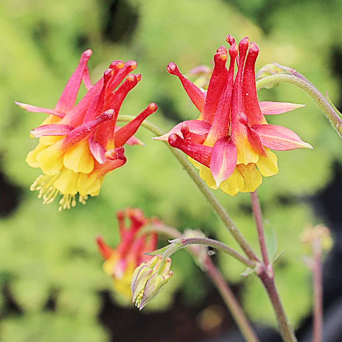 Double Orange Yellow Columbine Seeds - Heirloom Flower Garden Seeds for Growing