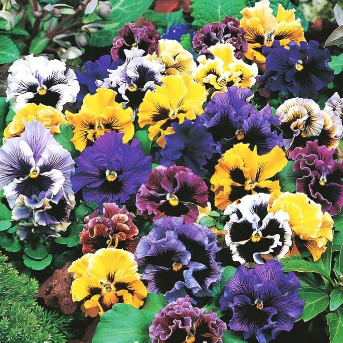 Double Pansy Viola tricolor Seeds - Heirloom Flower Garden Seeds for Growing