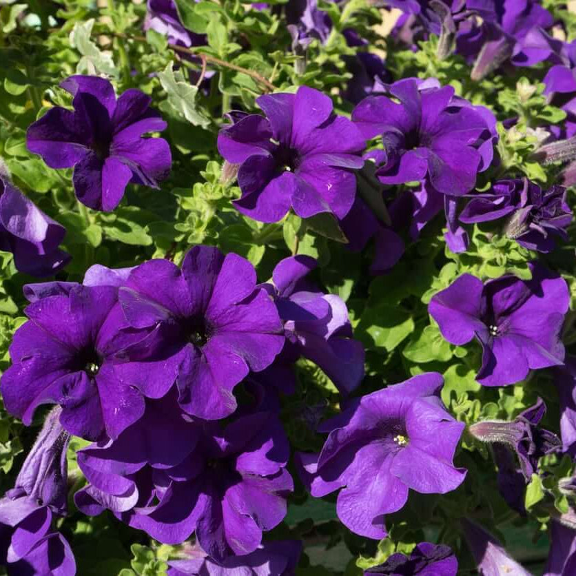 Double Petal Light Violet Petunia Seeds - Heirloom Flower Garden Seeds for Growing