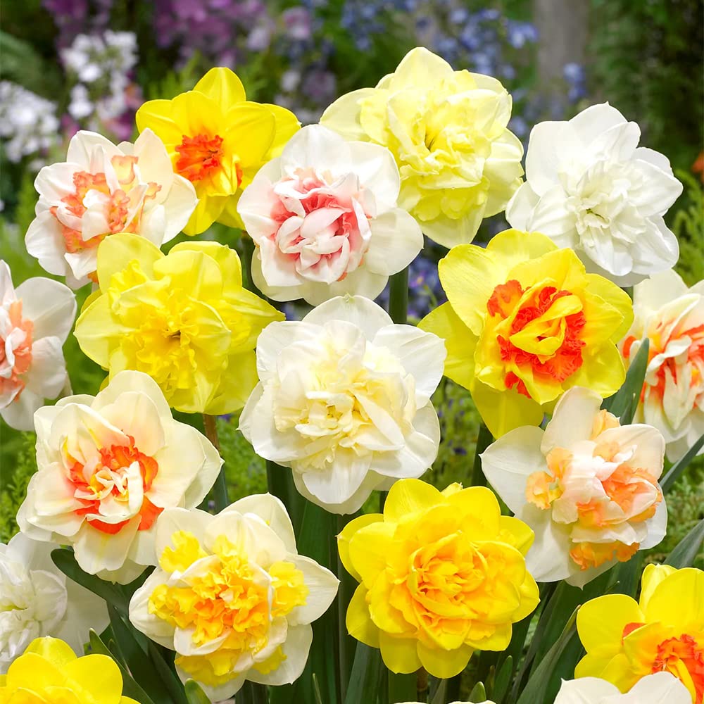 Double Petals Narcissus Daffodil Seeds - Heirloom Flower Garden Seeds for Growing