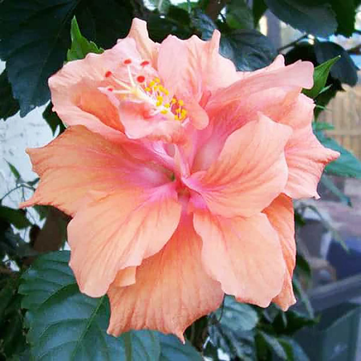 Double Pink Orange Hibiscus  Seeds - Heirloom Flower Garden Seeds for Growing