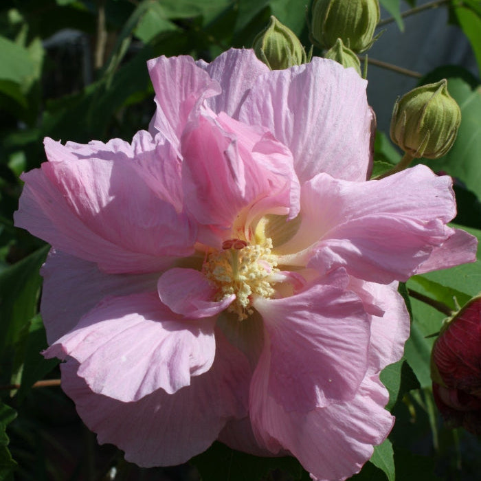 Double Rose Hibiscus Mutabilis Seeds - Heirloom Flower Garden Seeds for Growing