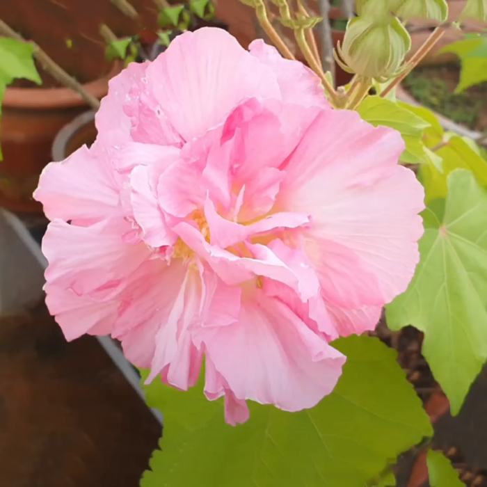 Double Rose Hibiscus Mutabilis Seeds - Heirloom Flower Garden Seeds for Growing