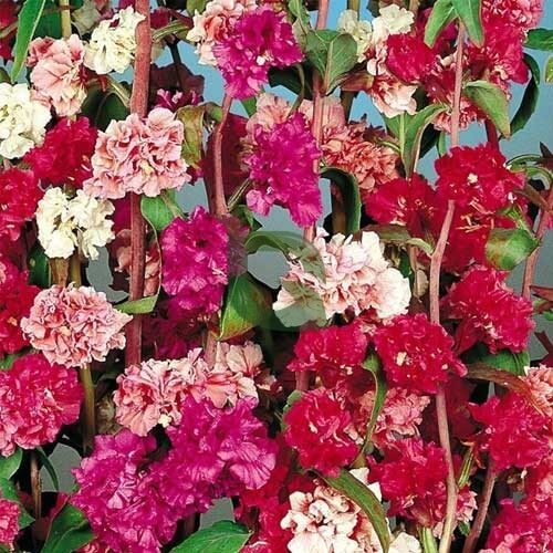 Double Rose Red Clarkia Seeds -  Heirloom Flower Garden Seeds for Growing