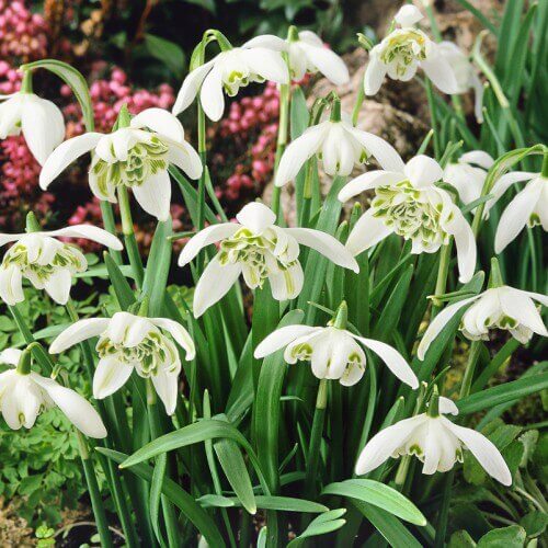 Double Snowdrop Seeds - Heirloom Flower Garden Seeds for Growing
