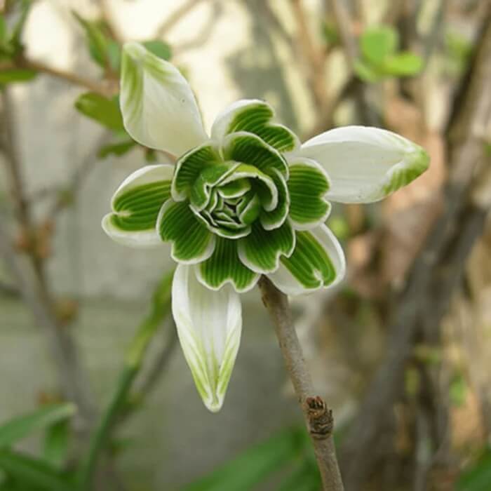 Double Snowdrop Seeds - Heirloom Flower Garden Seeds for Growing