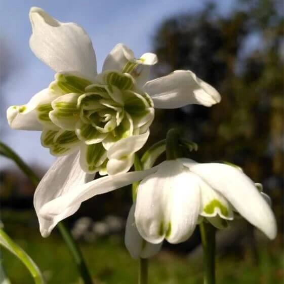 Double Snowdrop Seeds - Heirloom Flower Garden Seeds for Growing