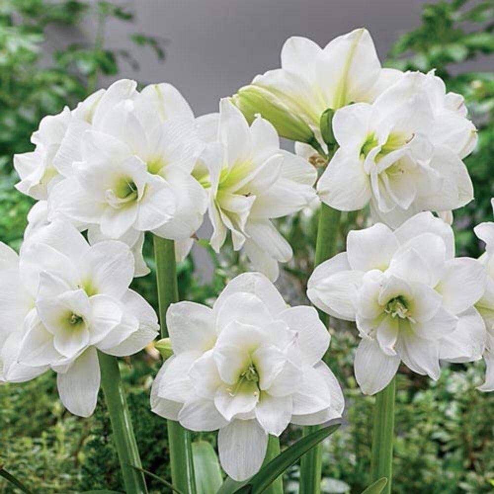 Double White Amaryllis Seeds -  Heirloom Flower Garden Seeds for Growing