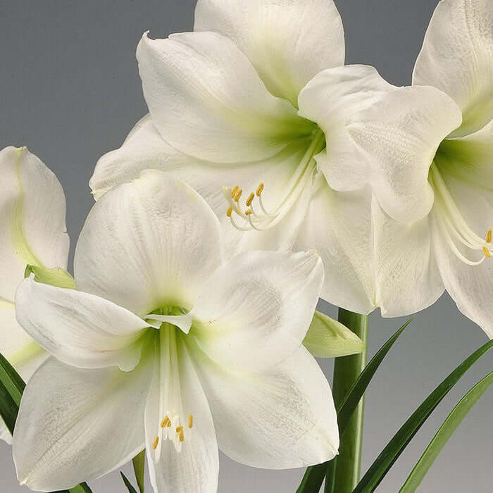 Double White Amaryllis Seeds -  Heirloom Flower Garden Seeds for Growing