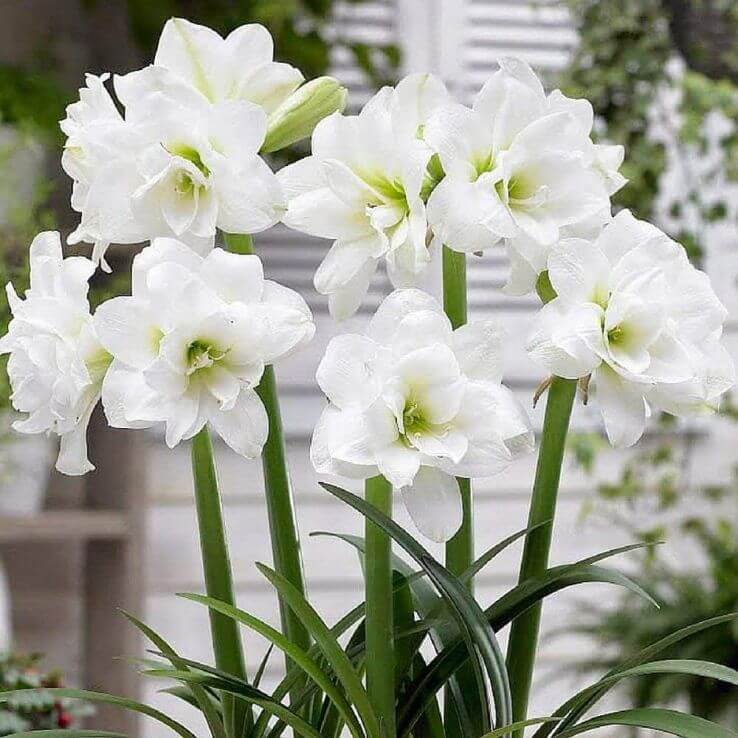 Double White Amaryllis Seeds -  Heirloom Flower Garden Seeds for Growing