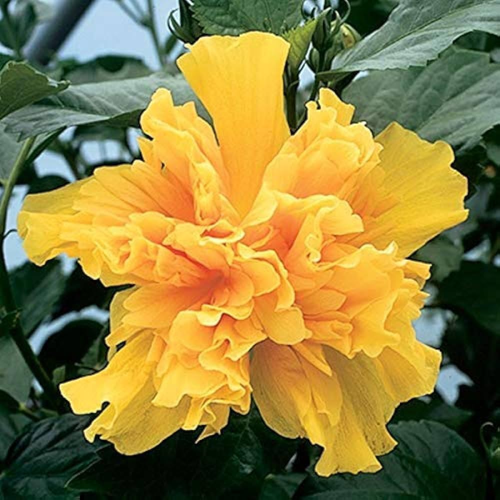Double Yellow Hibiscus Seeds - Heirloom Flower Garden Seeds for Growing