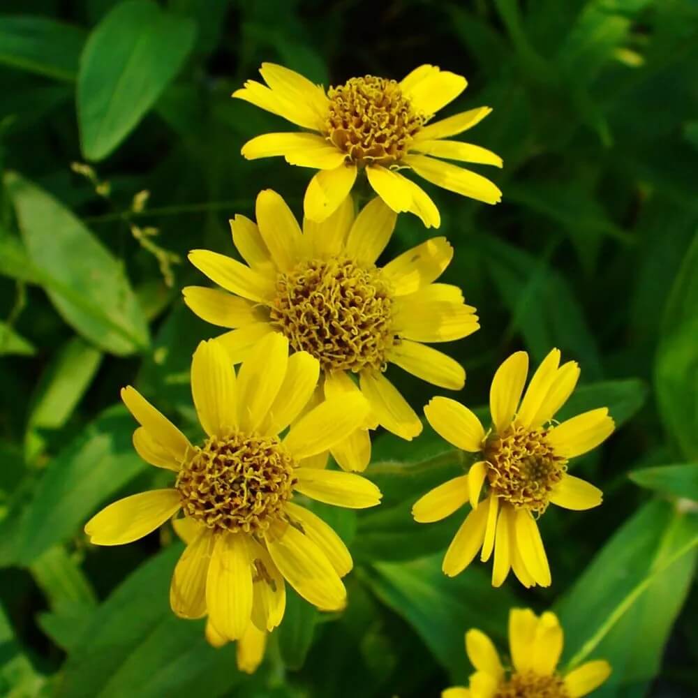 Drought Tolerant Arnica Seeds - Heirloom Flower Garden Seeds for Growing