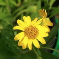 Drought Tolerant Arnica Seeds - Heirloom Flower Garden Seeds for Growing