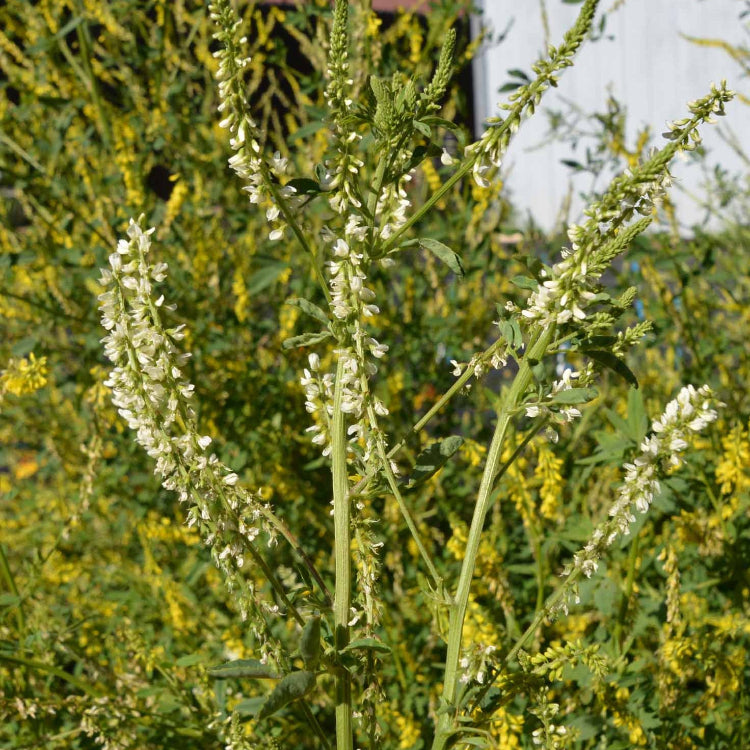 Drought White Sweetclover Seeds - Heirloom Flower Garden Seeds for Growing