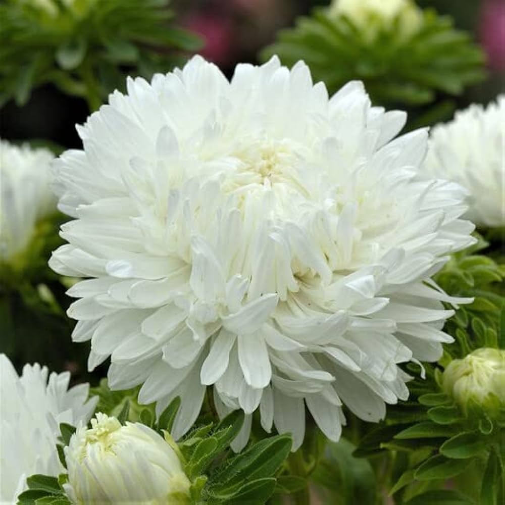 Duchess Paeony Aster Seeds - Heirloom Flower Garden Seeds for Growing
