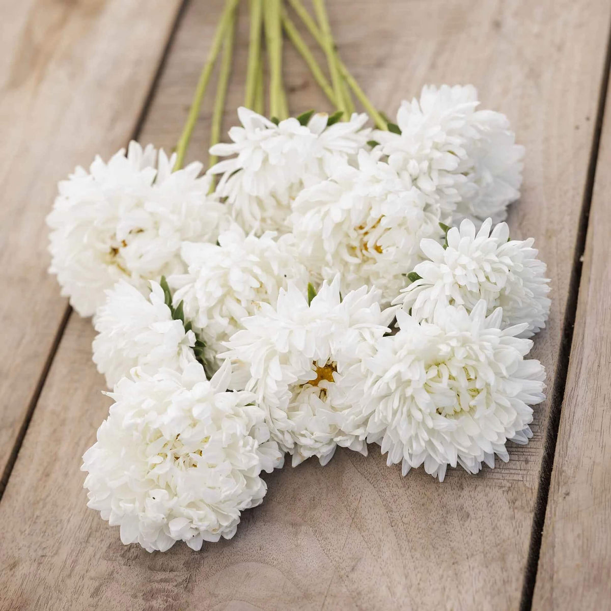 Duchess Paeony Aster Seeds - Heirloom Flower Garden Seeds for Growing