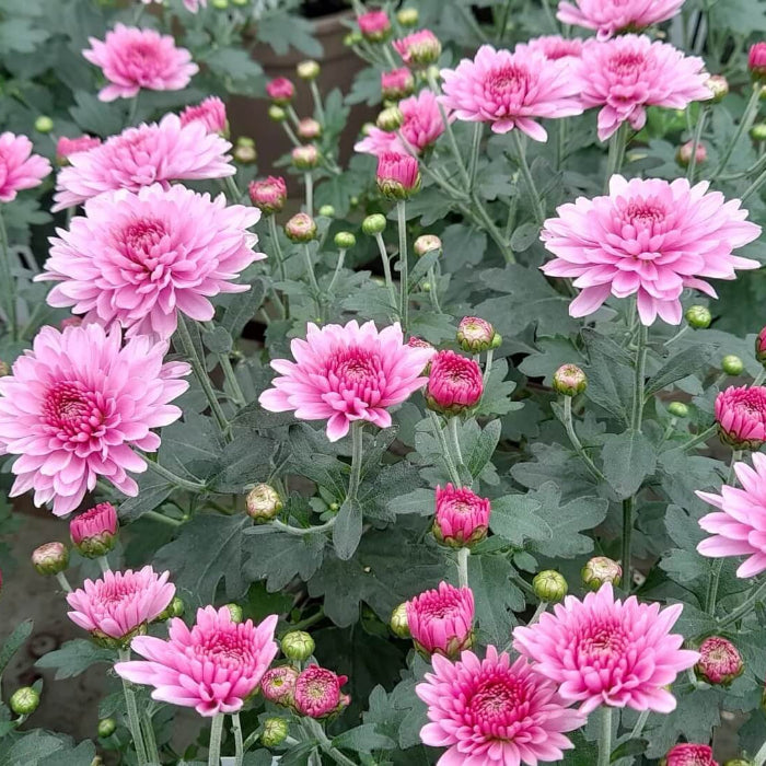 Dutch chrysanthemum Seeds - Heirloom Flower Garden Seeds for Growing