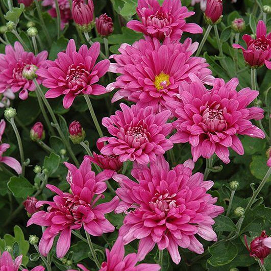 Dutch chrysanthemum Seeds - Heirloom Flower Garden Seeds for Growing