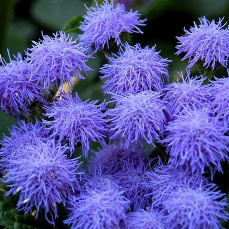 Dwarf Blue Mink Ageratum Seeds - Flower Plant for Home Gardens