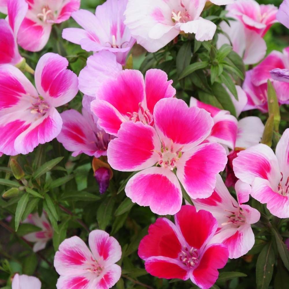Dwarf Godetia Seeds -  Heirloom Flower Garden Seeds for Growing