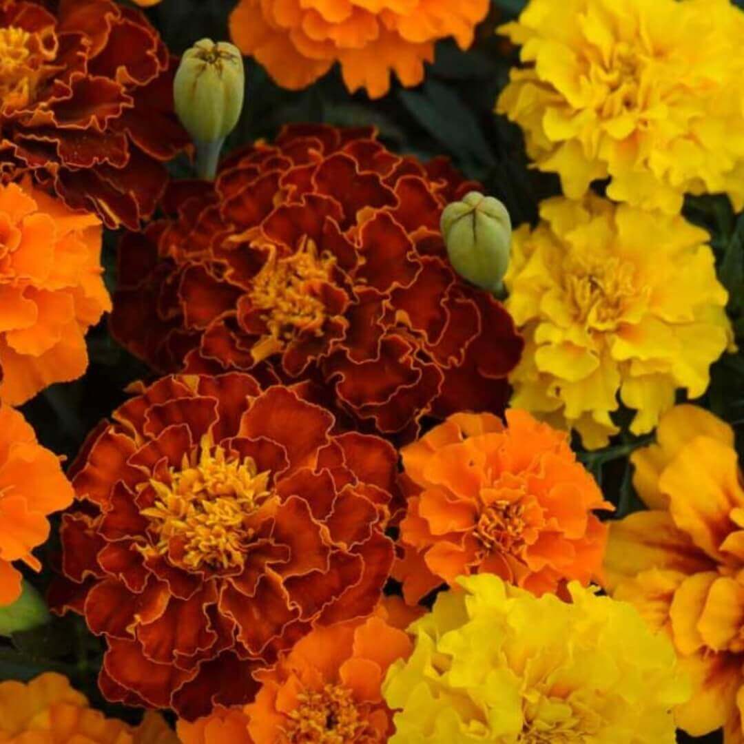 Dwarf Mixed Marigold Seeds - Heirloom Flower Garden Seeds for Growing