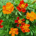 Dwarf Mixed Marigold Seeds - Heirloom Flower Garden Seeds for Growing