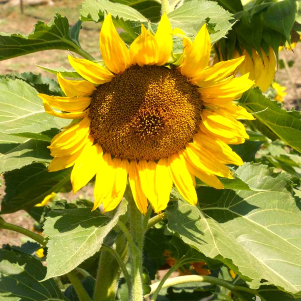 Dwarf Sunspot Sunflower Seeds - Heirloom Flower Garden Seeds for Growing