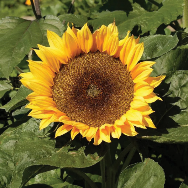 Dwarf Sunspot Sunflower Seeds - Heirloom Flower Garden Seeds for Growing