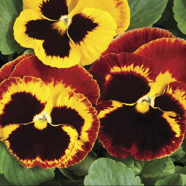 Dynamite Red Yellow Pansy Seeds - Heirloom Flower Garden Seeds for Growing