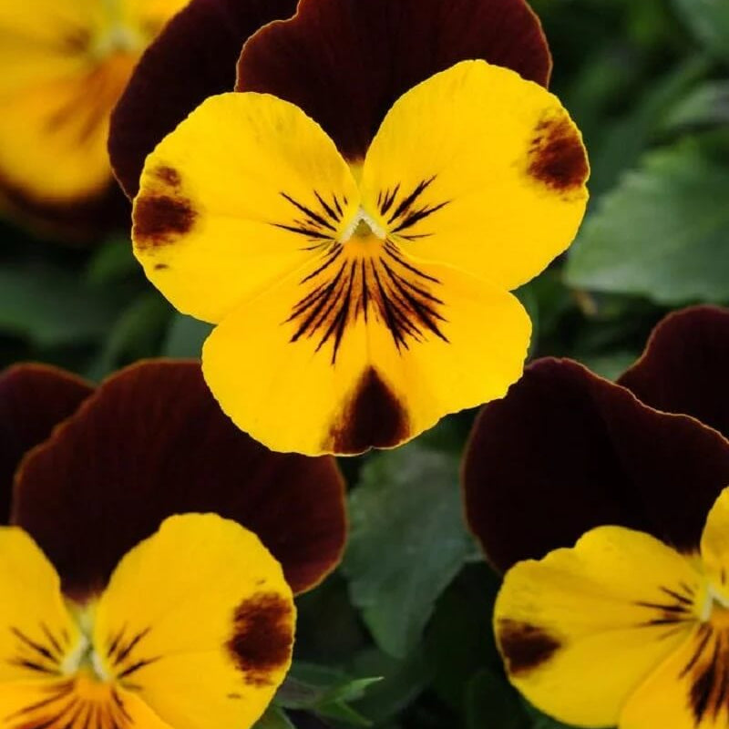 Dynamite Red Yellow Pansy Seeds - Heirloom Flower Garden Seeds for Growing