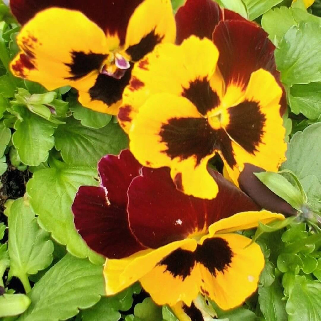 Dynamite Red Yellow Pansy Seeds - Heirloom Flower Garden Seeds for Growing