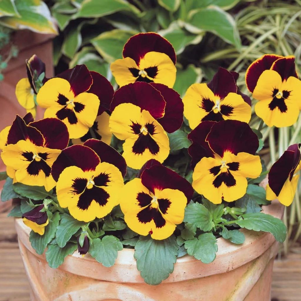 Dynamite Red Yellow Pansy Seeds - Heirloom Flower Garden Seeds for Growing