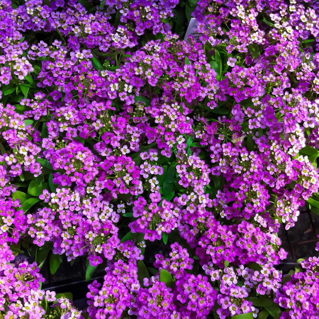 Easter Bonnet Violet Alyssum Seeds - Heirloom Flower Garden Seeds for Growing