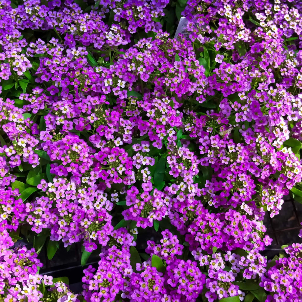 Easter Bonnet Violet Alyssum Seeds - Heirloom Flower Garden Seeds for Growing