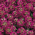 Easter Bonnet Violet Alyssum Seeds - Heirloom Flower Garden Seeds for Growing
