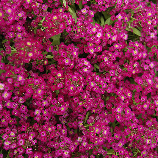 Easter Bonnet Violet Alyssum Seeds - Heirloom Flower Garden Seeds for Growing
