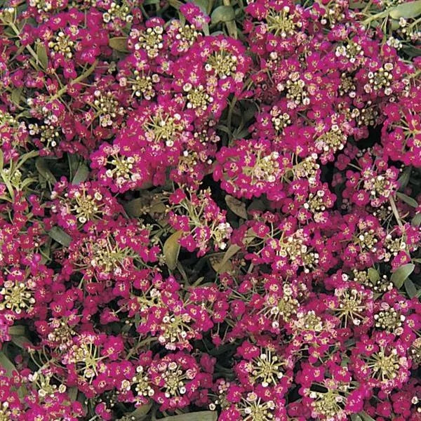 Easter Bonnet Violet Alyssum Seeds - Heirloom Flower Garden Seeds for Growing