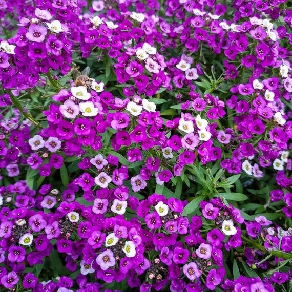Easter Bonnet Violet Alyssum Seeds - Heirloom Flower Garden Seeds for Growing