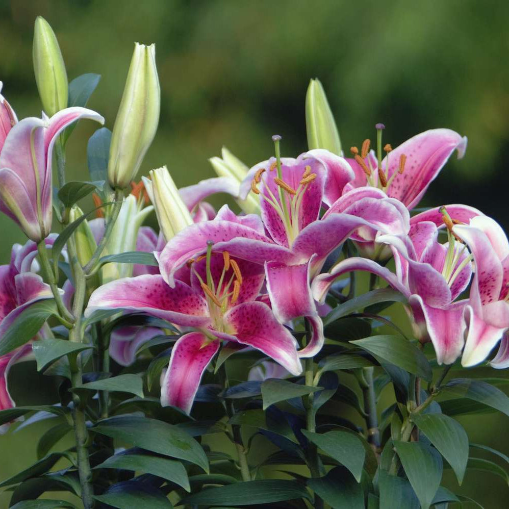 Easter Lily Vine Seeds  - Heirloom Flower Garden Seeds for Growing