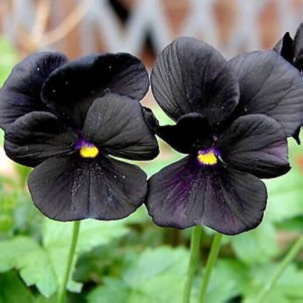 Easy Collection Black Pansy Seeds - Heirloom Flower Garden Seeds for Growing