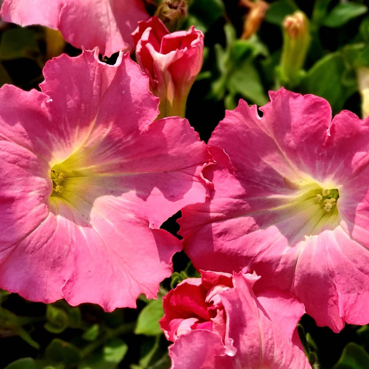 Easy Wave Rosy Dawn Petunia Seeds - Heirloom Flower Garden Seeds for Growing