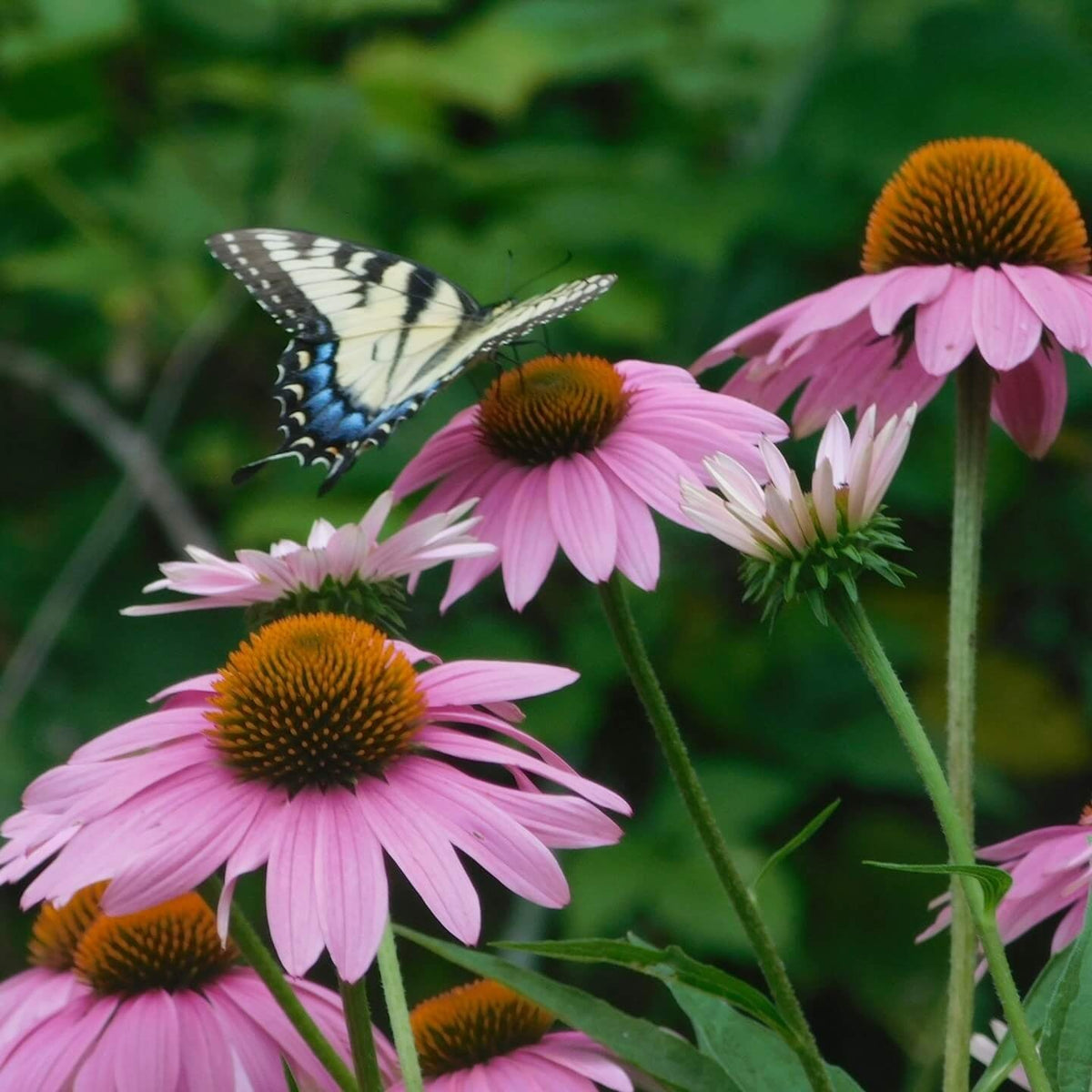 Eco Friendly Coneflower Seeds - Heirloom Flower Garden Seeds for Growing