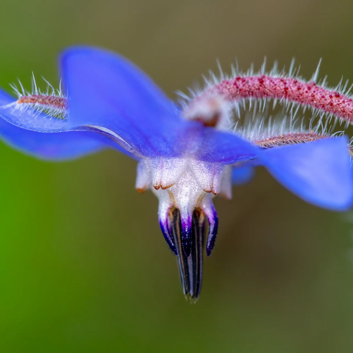 Edible Blue Borage Seeds - Heirloom Flower Garden Seeds for Growing