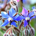 Edible Blue Borage Seeds - Heirloom Flower Garden Seeds for Growing
