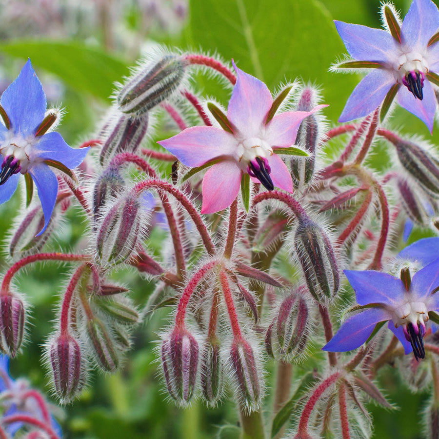 Edible Blue Borage Seeds - Heirloom Flower Garden Seeds for Growing