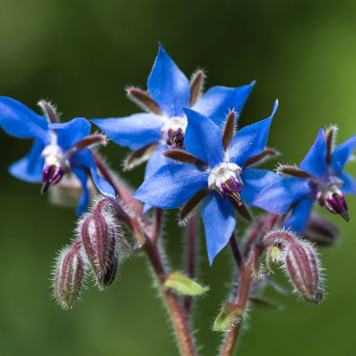 Edible Blue Borage Seeds - Heirloom Flower Garden Seeds for Growing