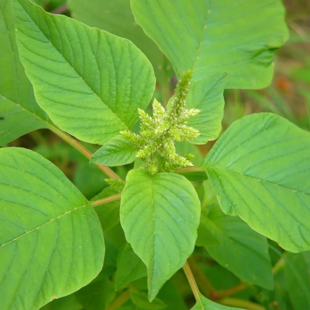 Edible Green Amaranth Seeds - Heirloom Flower Garden Seeds for Growing