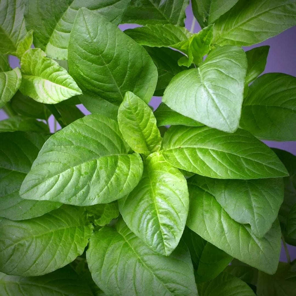 Edible Green Amaranth Seeds - Heirloom Flower Garden Seeds for Growing