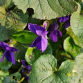 Edible Violet Flowers Seeds